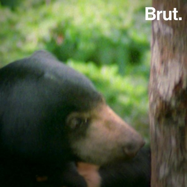 El Oso M S Peque O Del Mundo Pero Con La Lengua M S Larga Brut