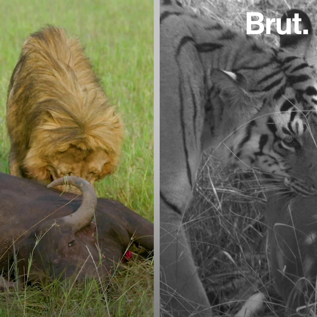 ¿Quién es el mejor cazador el león o el tigre?