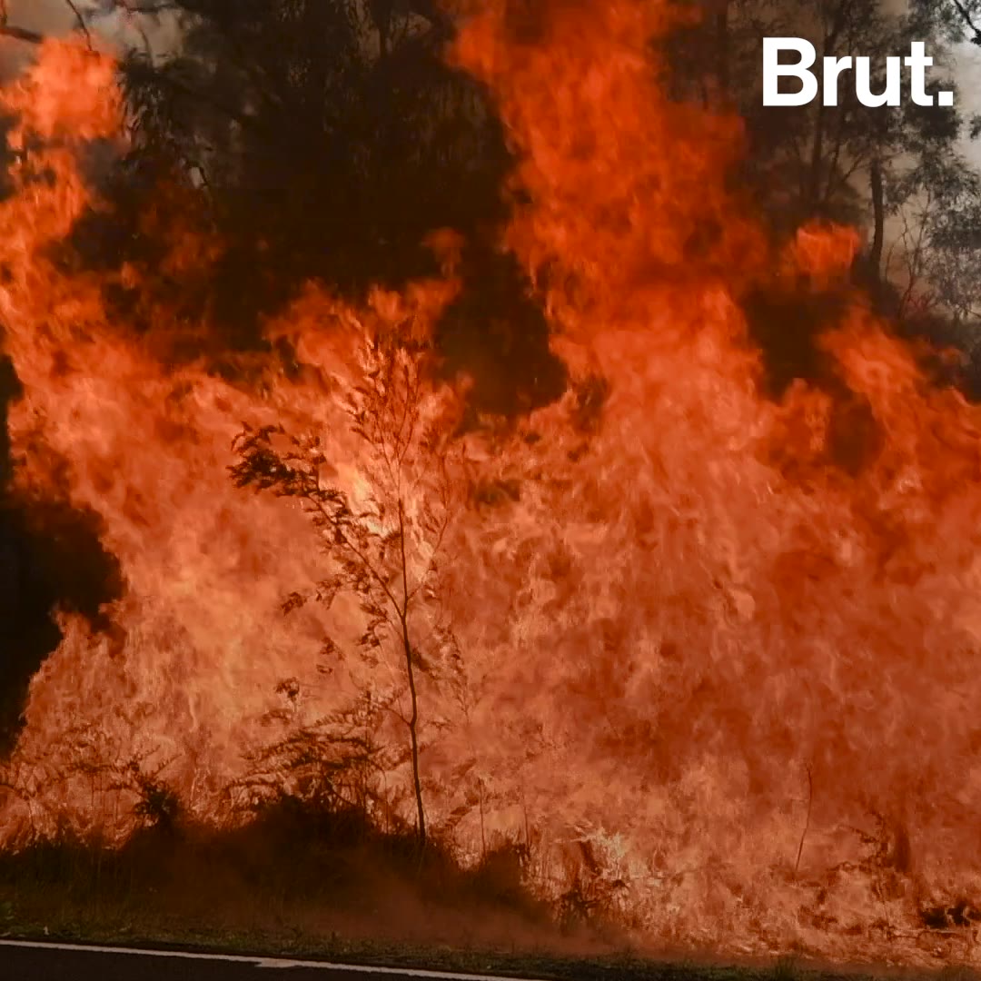 5 consecuencias de los incendios en Australia Brut.