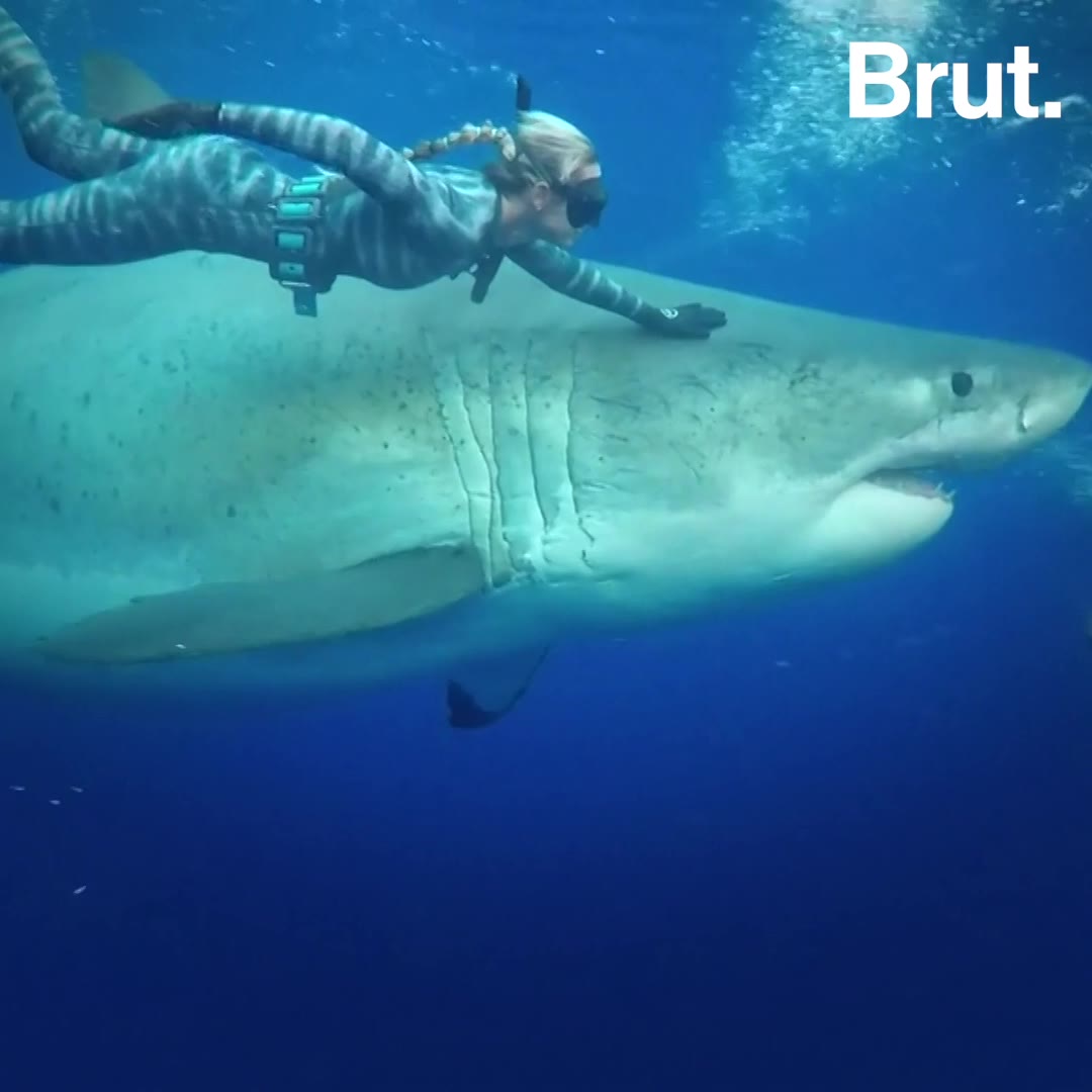 deep blue shark with woman