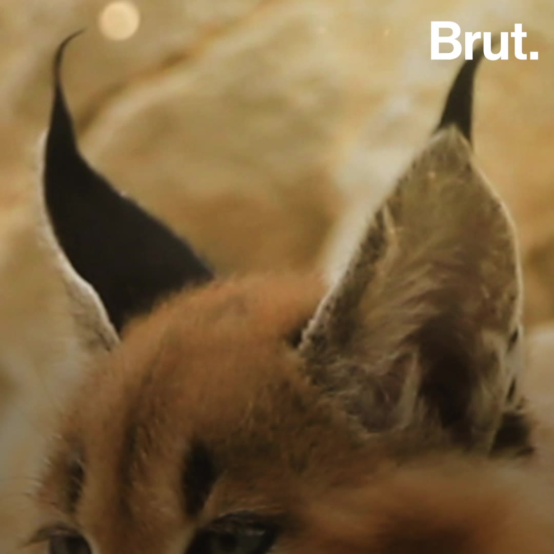 A Quoi Servent Les Oreilles Du Caracal Brut