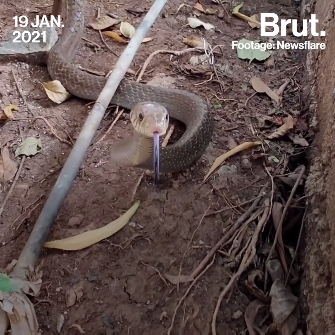 A Wild Snake Chase In An Apt Complex Brut.