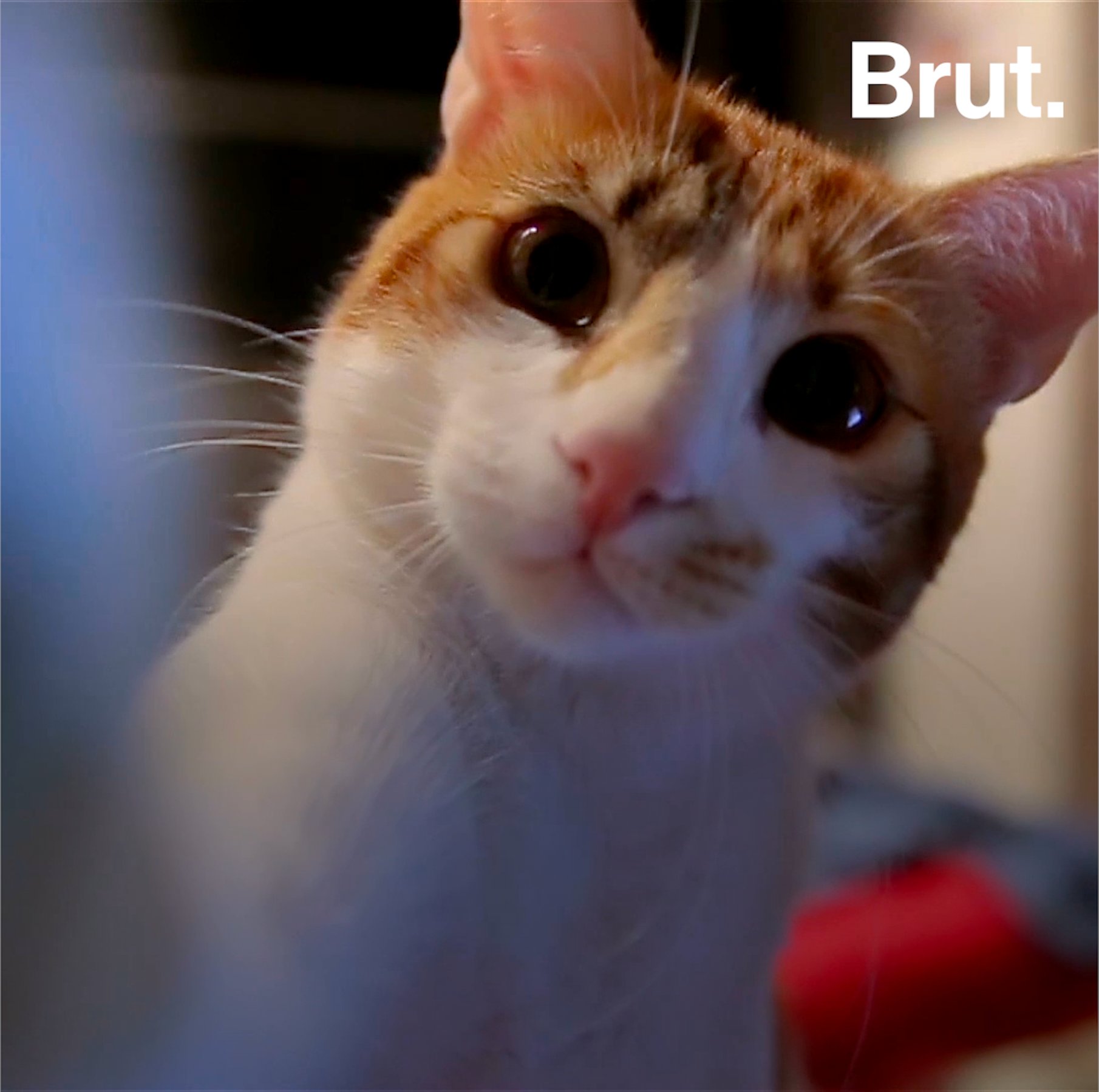 Animal Cruelty Around The World Brut