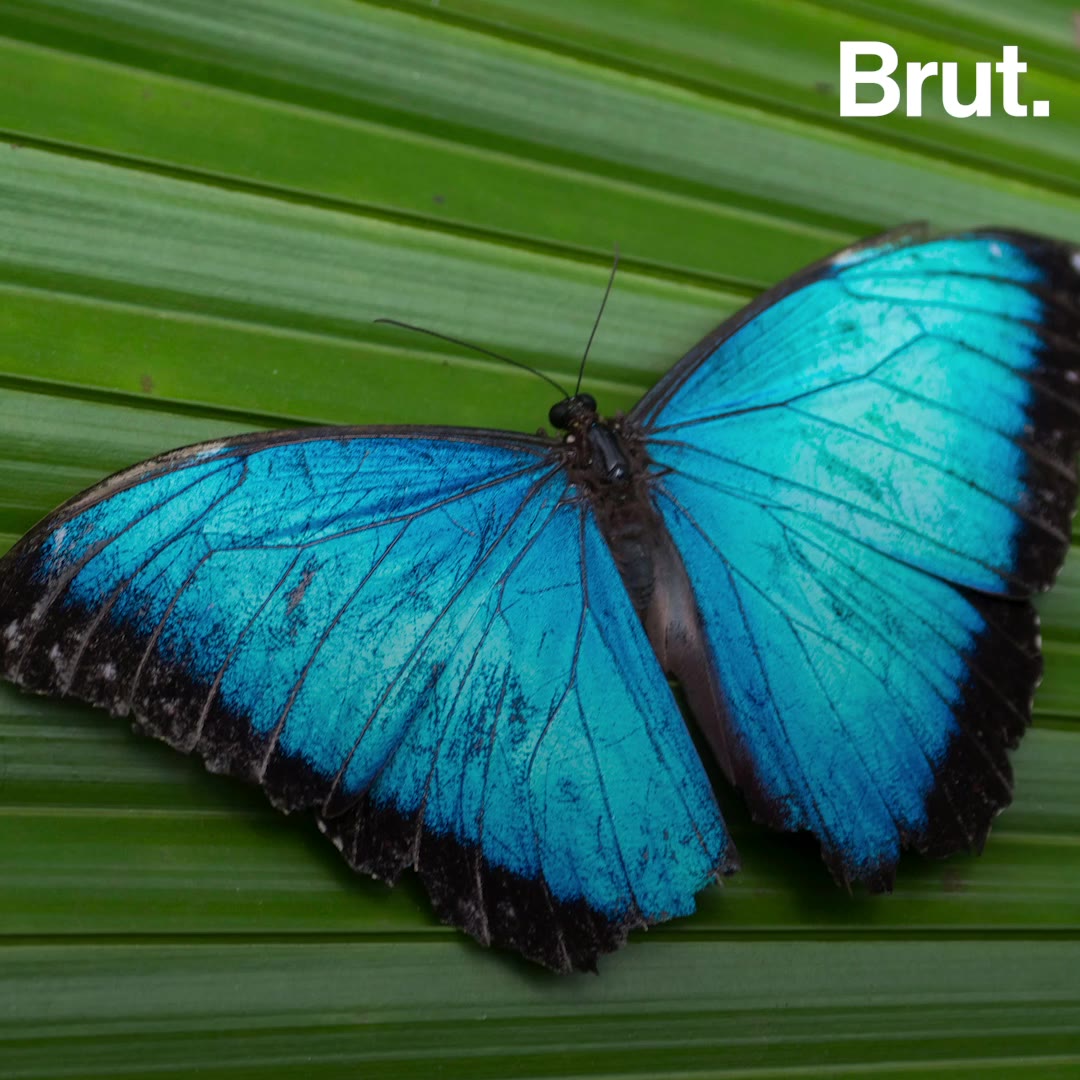 Blue is not a common color in nature Brut.
