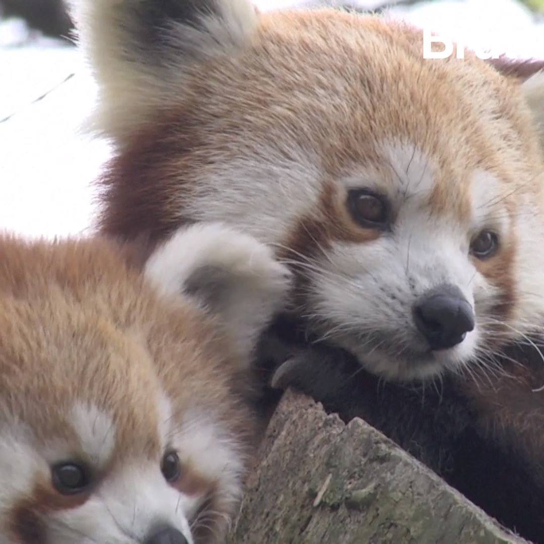 C est quoi un panda  roux  Brut 