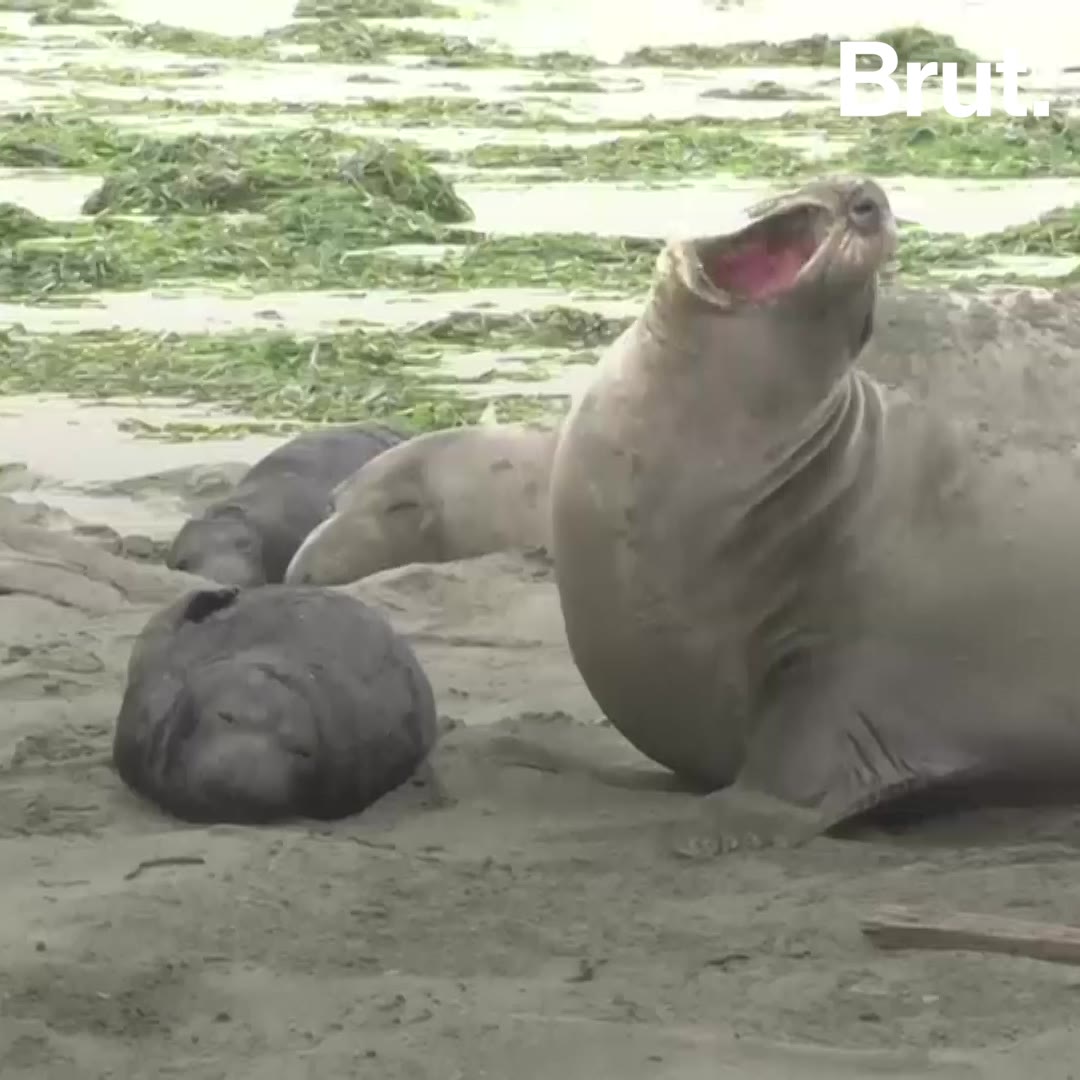 4 Images 1 Mot Elephant Phoque Californie : des éléphants de mer profitent du shutdown | Brut.