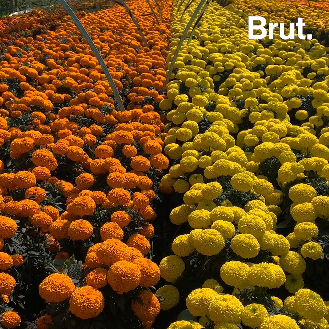 Cempasúchil: la flor que guía a nuestros ancestros | Brut.