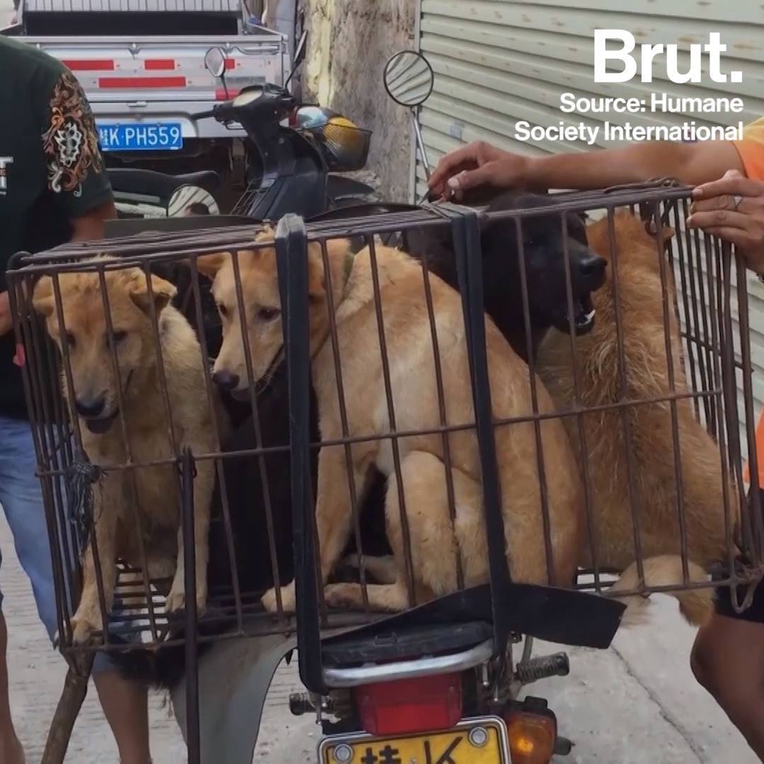 China thousands of cats and dogs are killed each year during Yulin