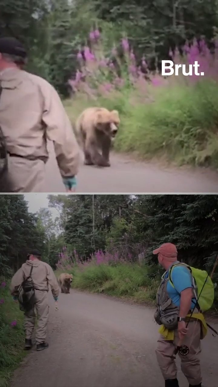 que faire si rencontre ours