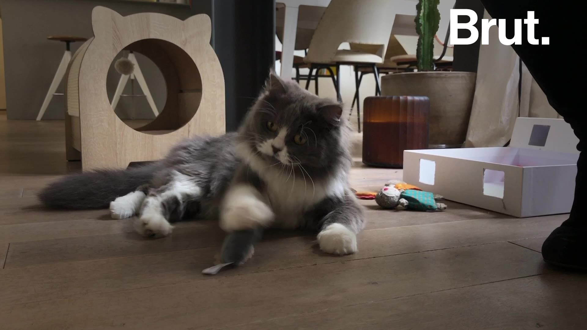 Comment Rendre Un Chat Heureux En Appartement Brut Comment Rendre Un Chat Heureux En Appartement Brut