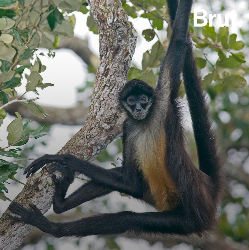 escucha Tóxico Manía El mono araña y su cola súper poderosa 🐒 | Brut.