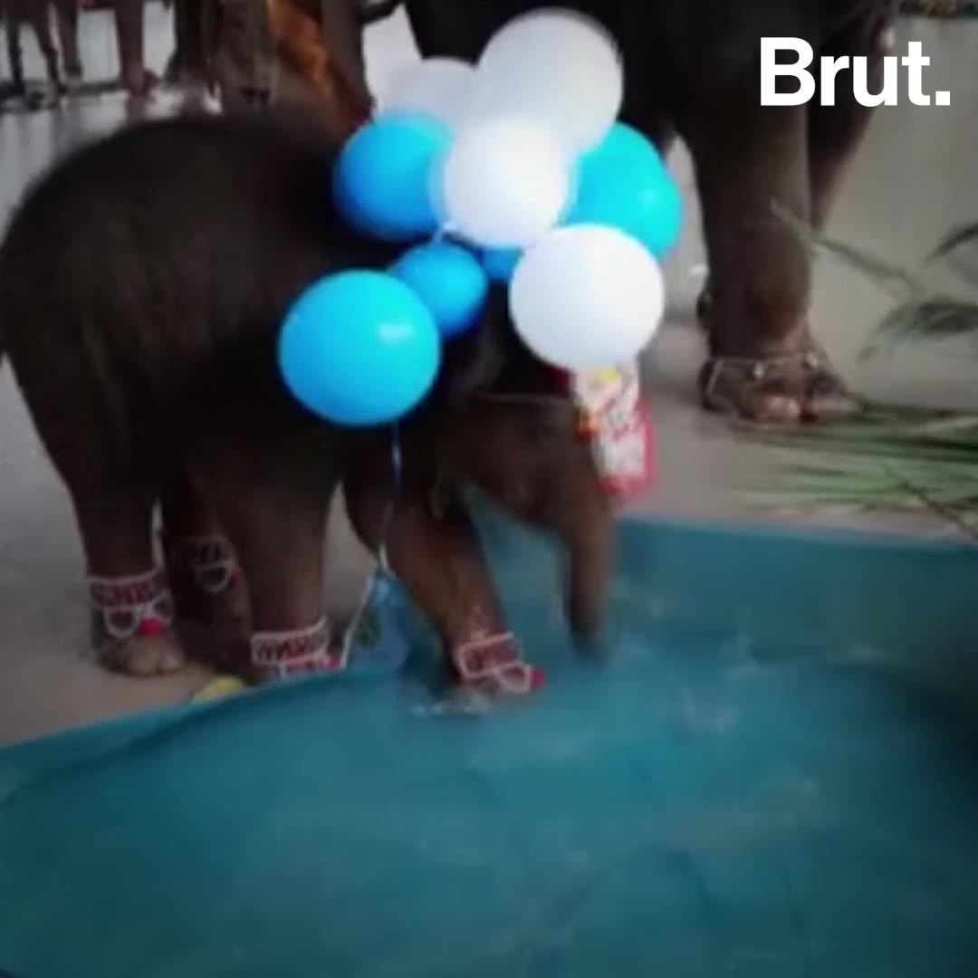 Elephant Baby Regales Temple With Endearing Antics Brut