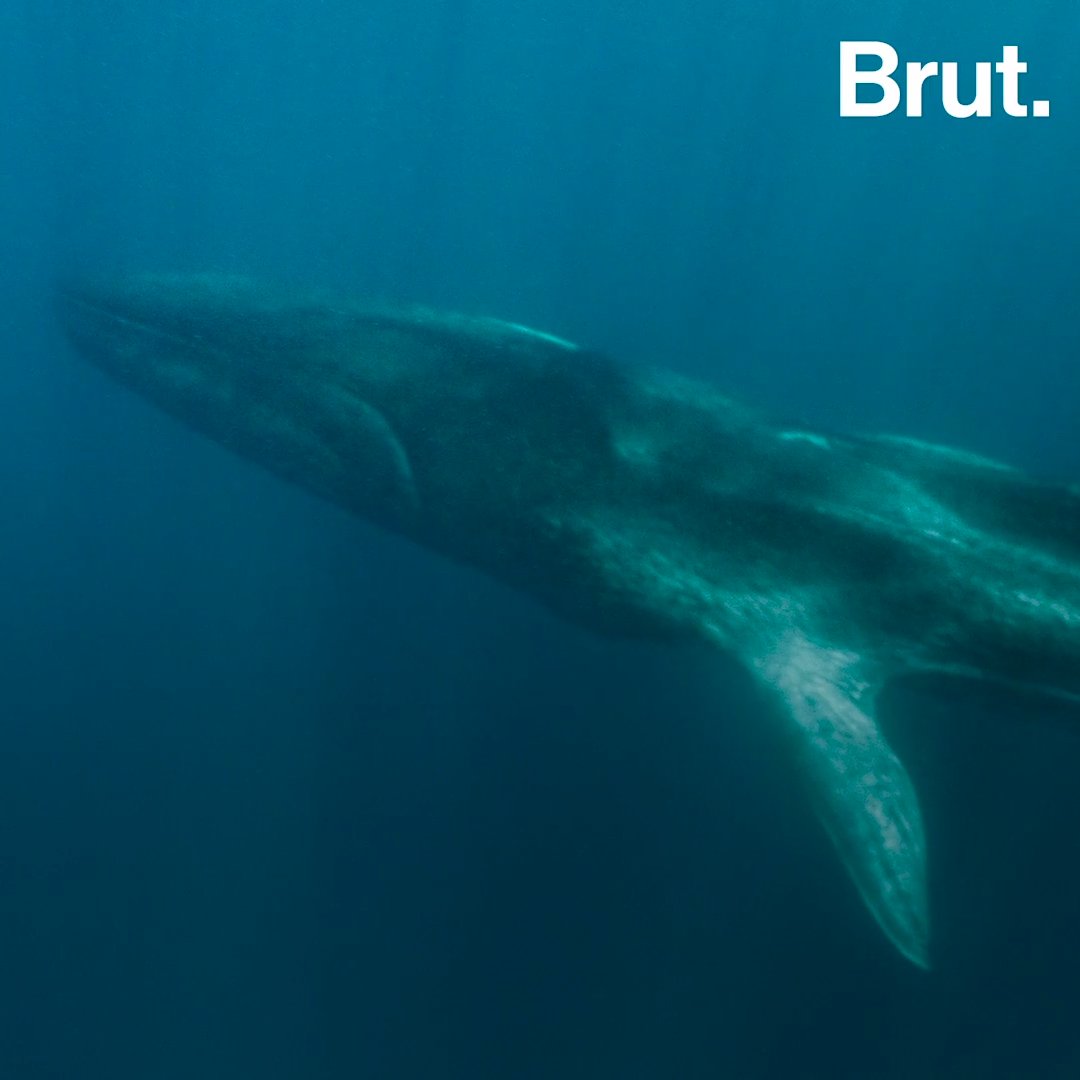 Fluker Une Baleine A L Agonie En Mediterranee Brut