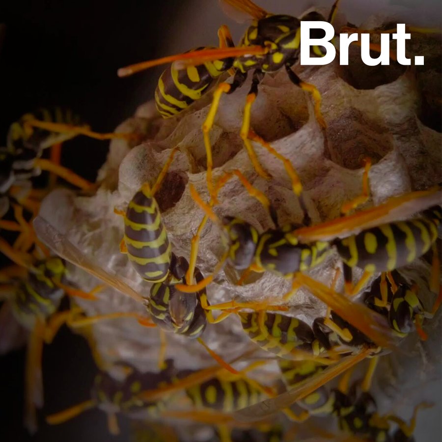 Guepes Abeilles Frelons Bourdons Que Faire En Cas De Piqure Brut