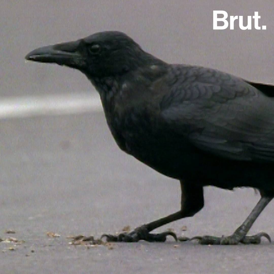 How crows use cars to crack open nuts Brut.