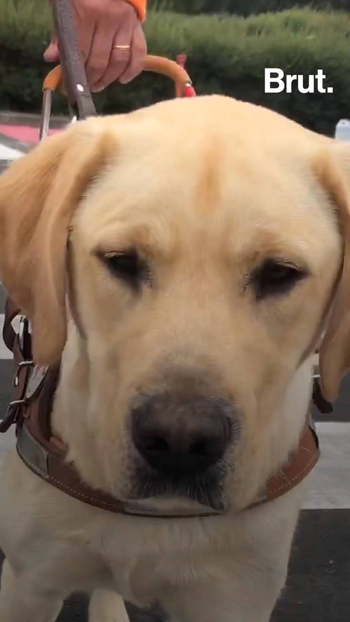How labradors guide dogs Brut.