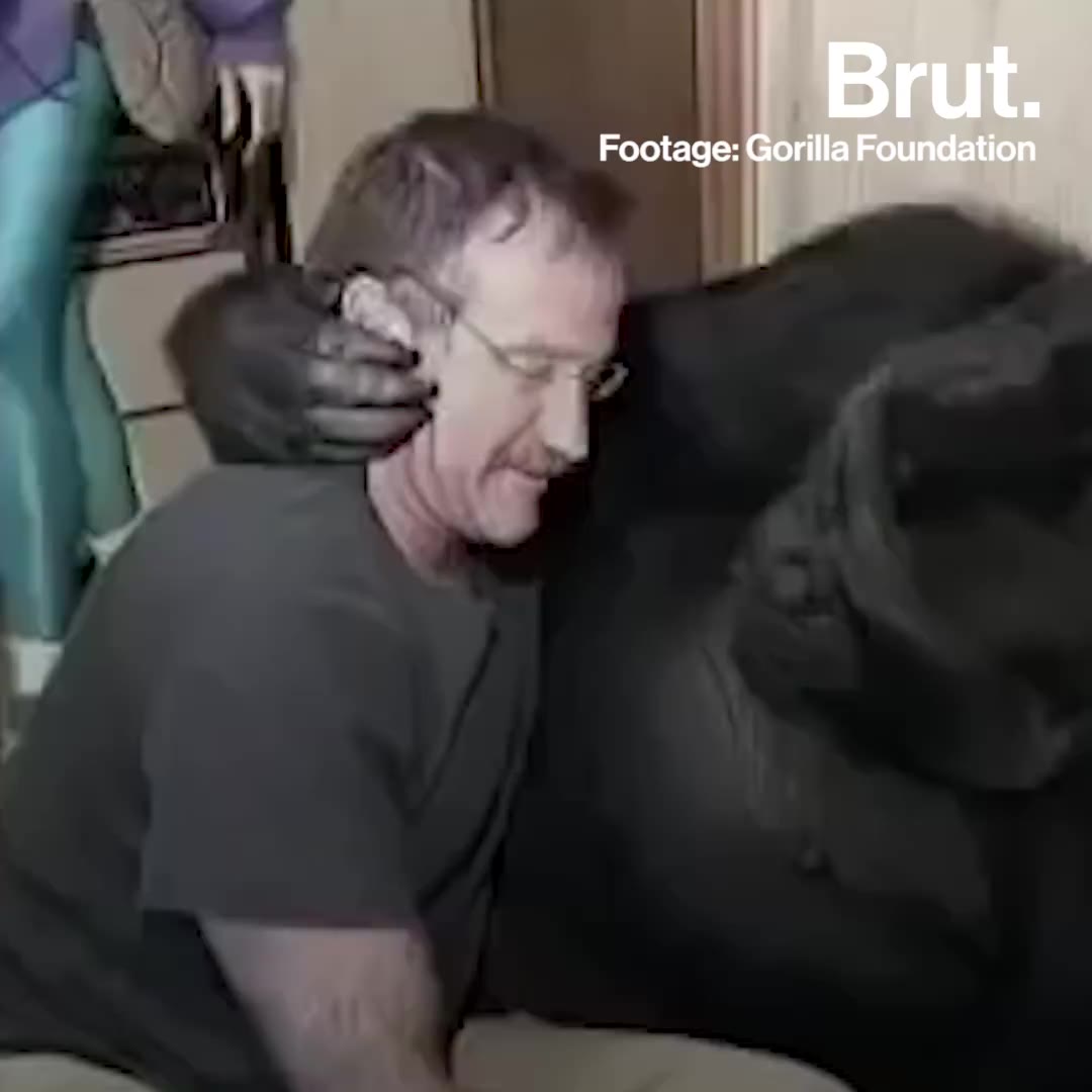 How Robin Williams Befriended Koko The Gorilla Brut