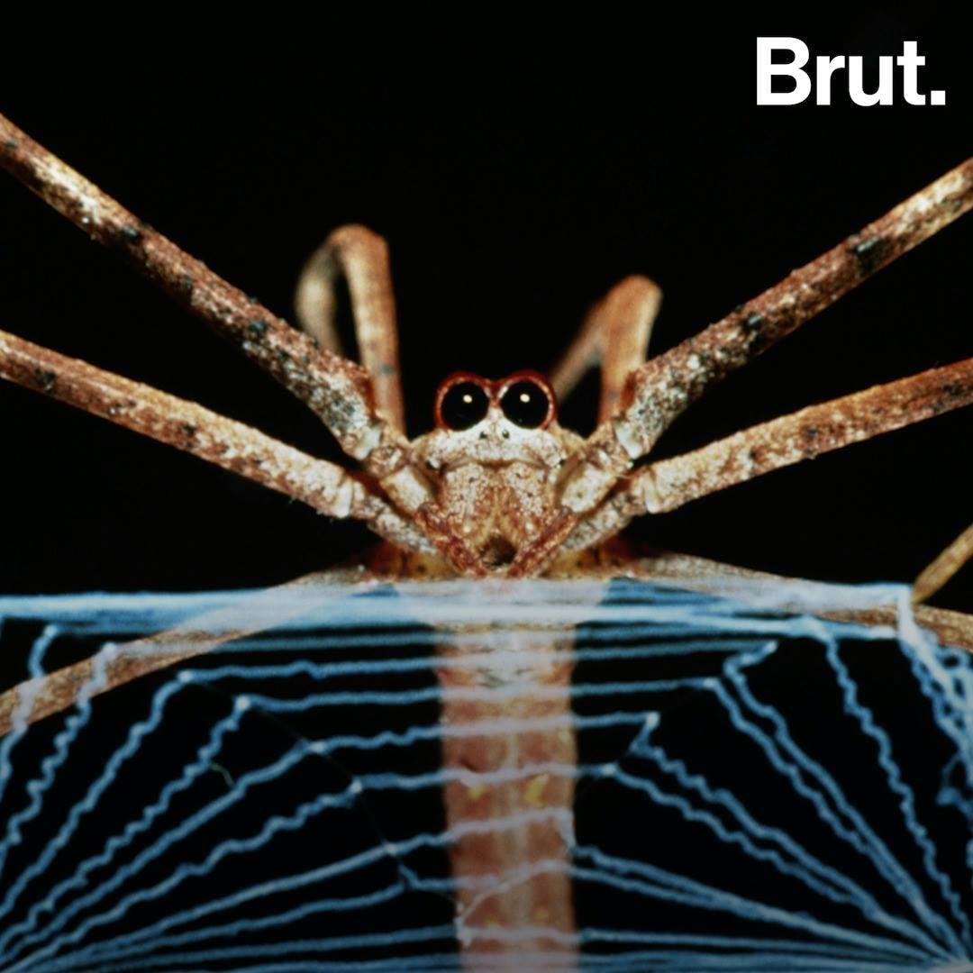 How spiders build their webs | Brut.