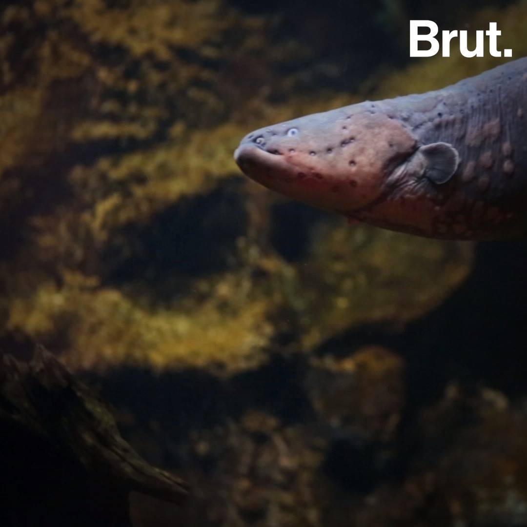 How the electric eel produces electricity Brut.