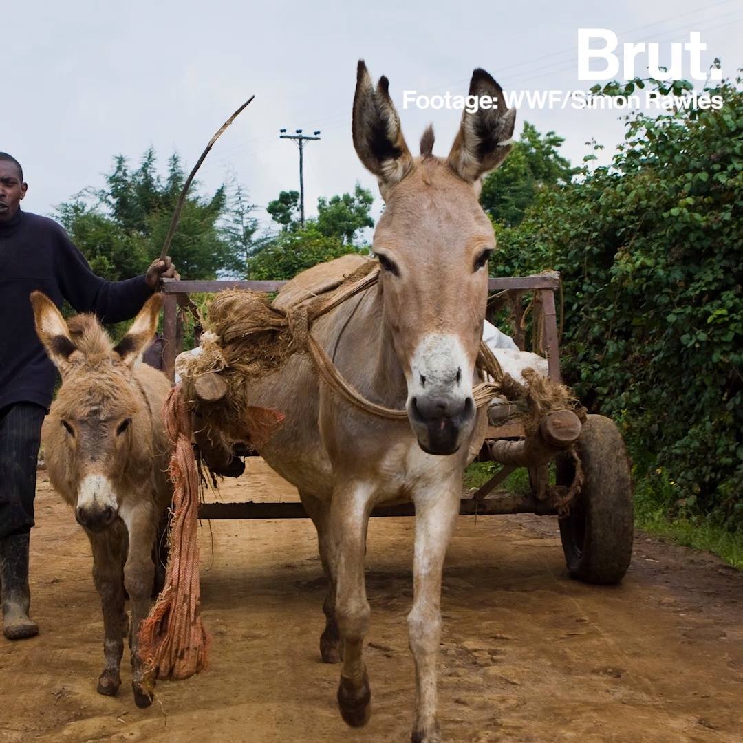 In Africa, donkeys are the new target of poachers Brut.