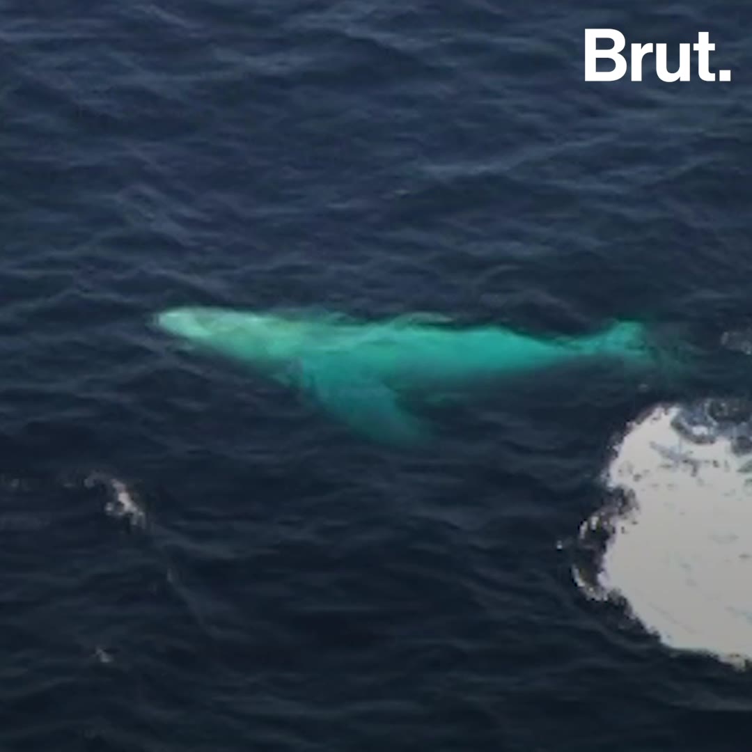 La baleine blanche Migaloo, icône populaire en Australie Brut.
