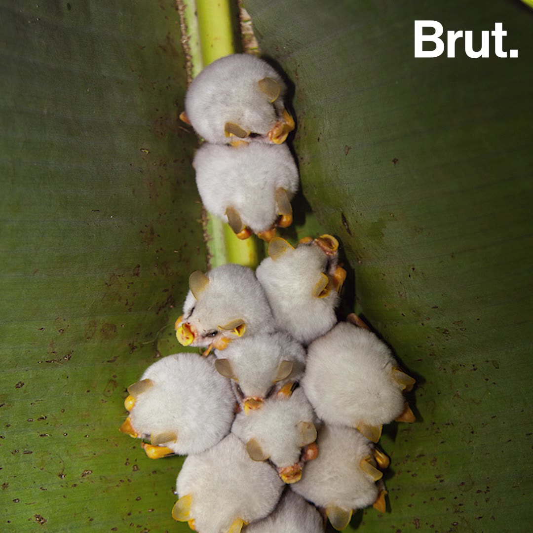 La Chauve Souris Blanche Est Quasi Menacee Brut