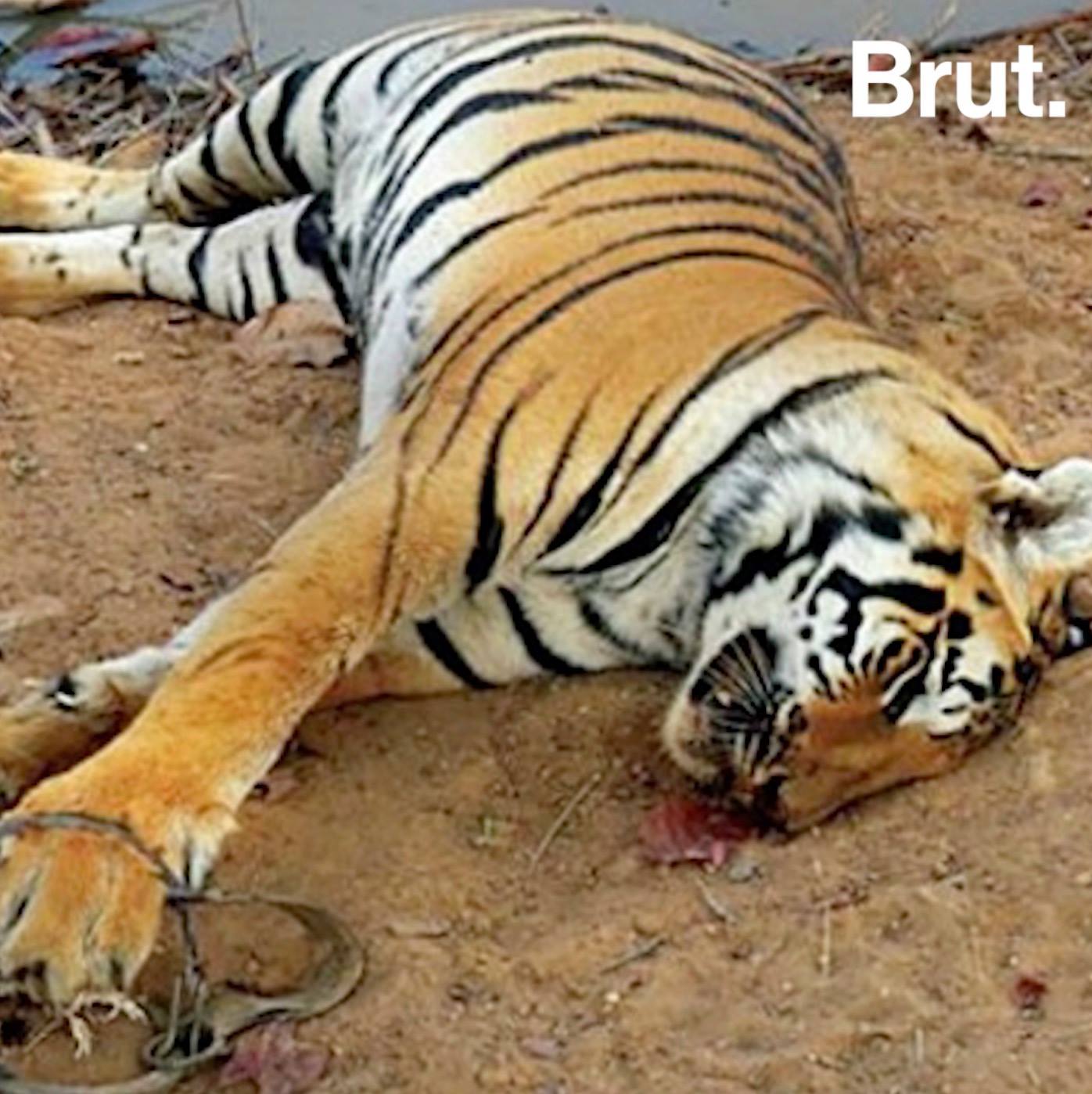 Le Braconnage Des Tigres En Inde Bat Des Records | Brut.