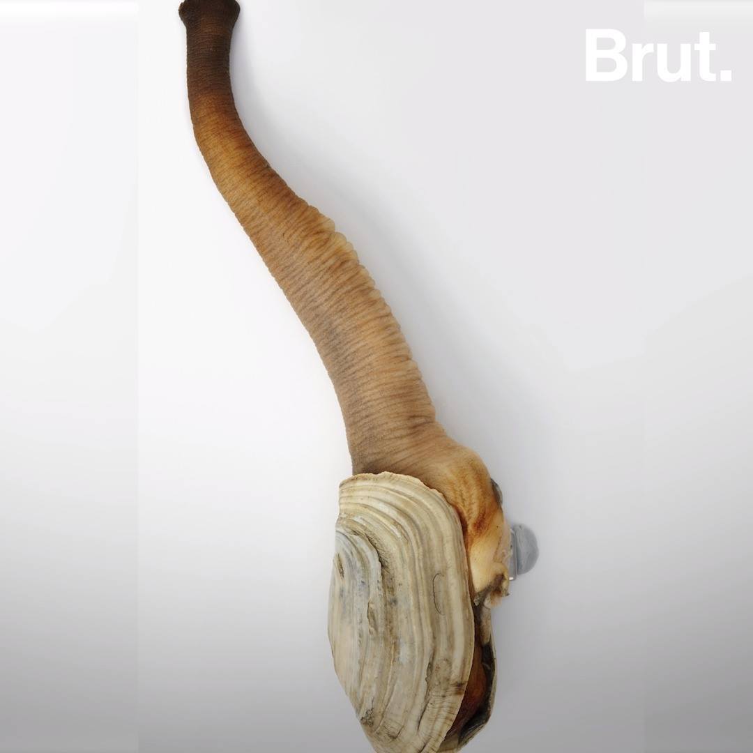 Fruit De Mer En Forme De Zizi