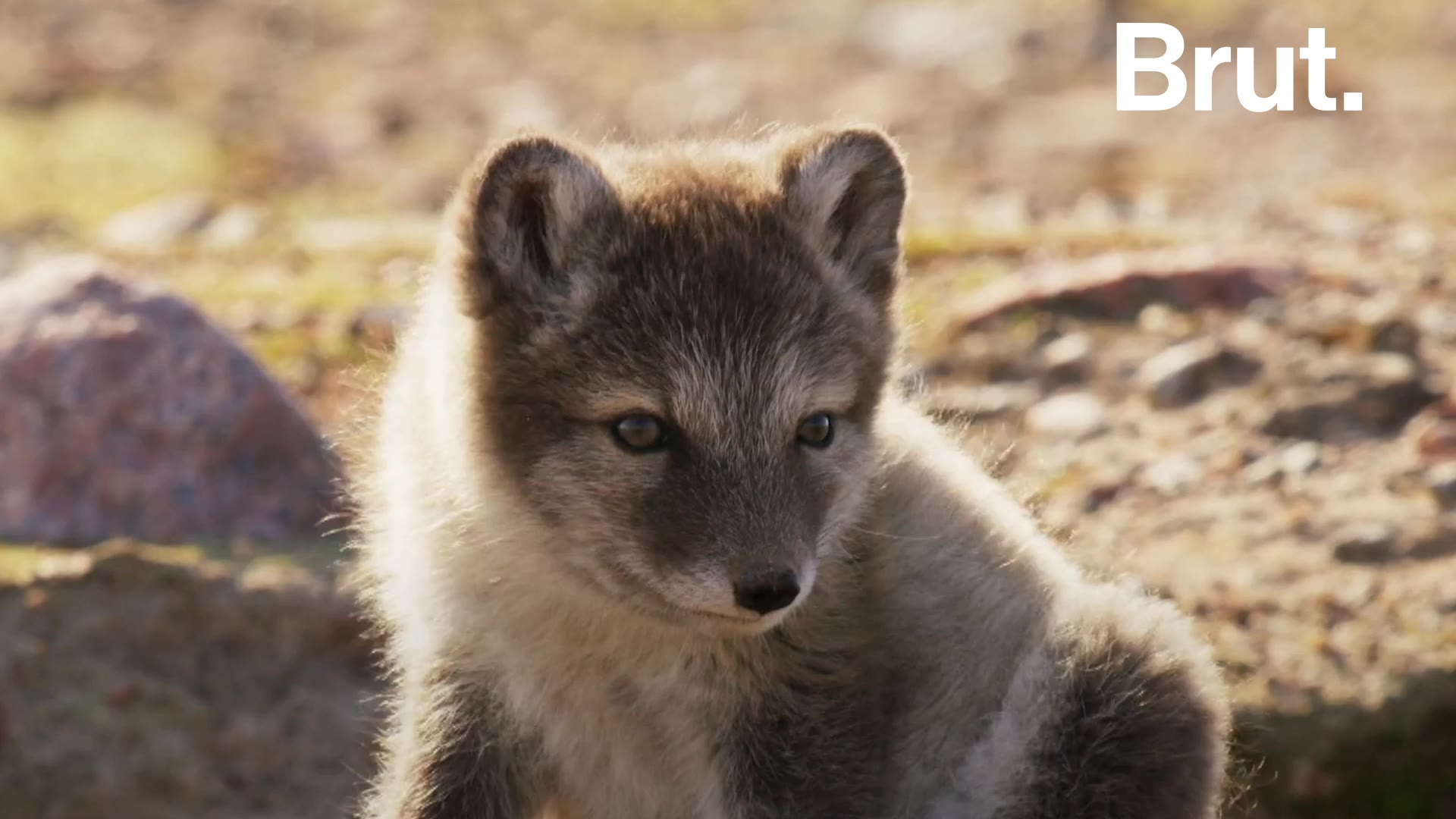 Le Rechauffement Climatique Menace La Chasse Des Renards Polaires Brut