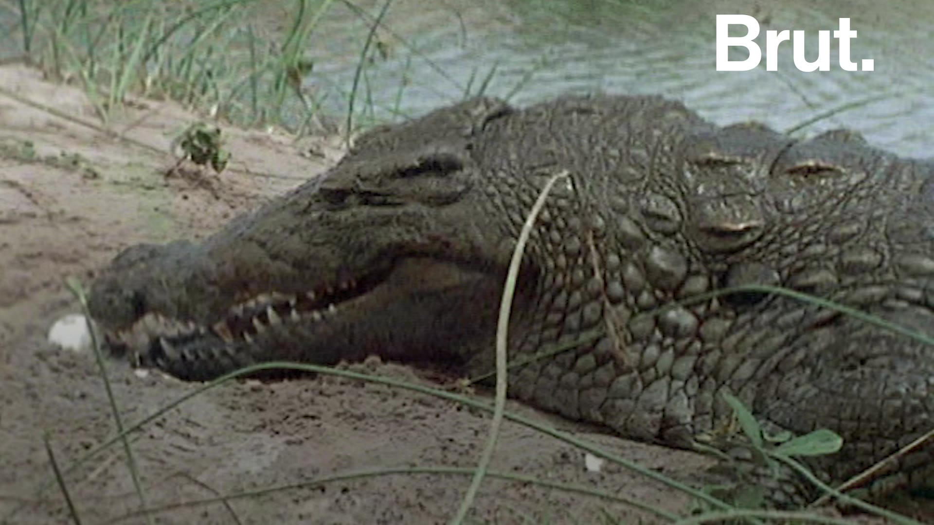 Le Surprenant Instinct Maternel Des Crocodiliens Brut Le Surprenant Instinct Maternel Des Crocodiliens Brut
