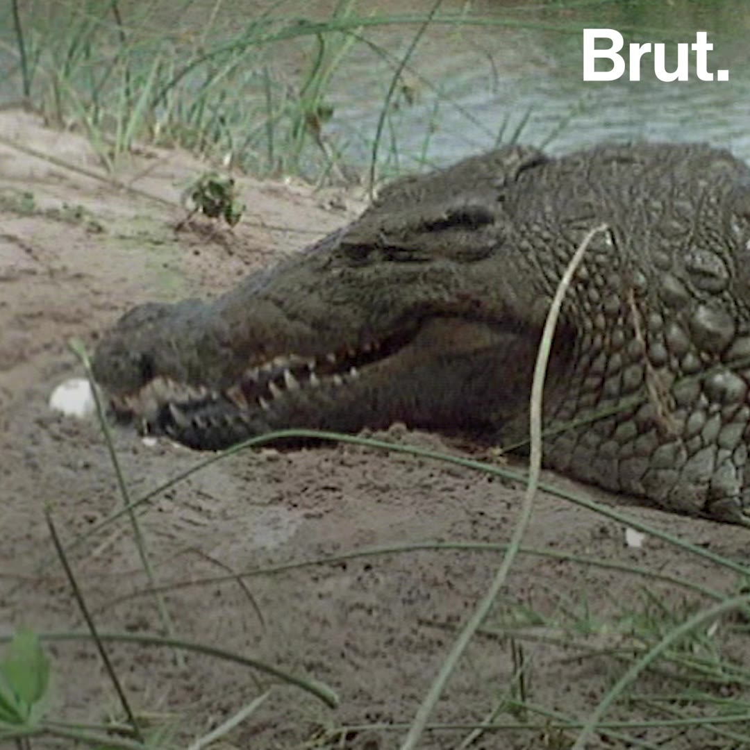 Le Surprenant Instinct Maternel Des Crocodiliens Brut