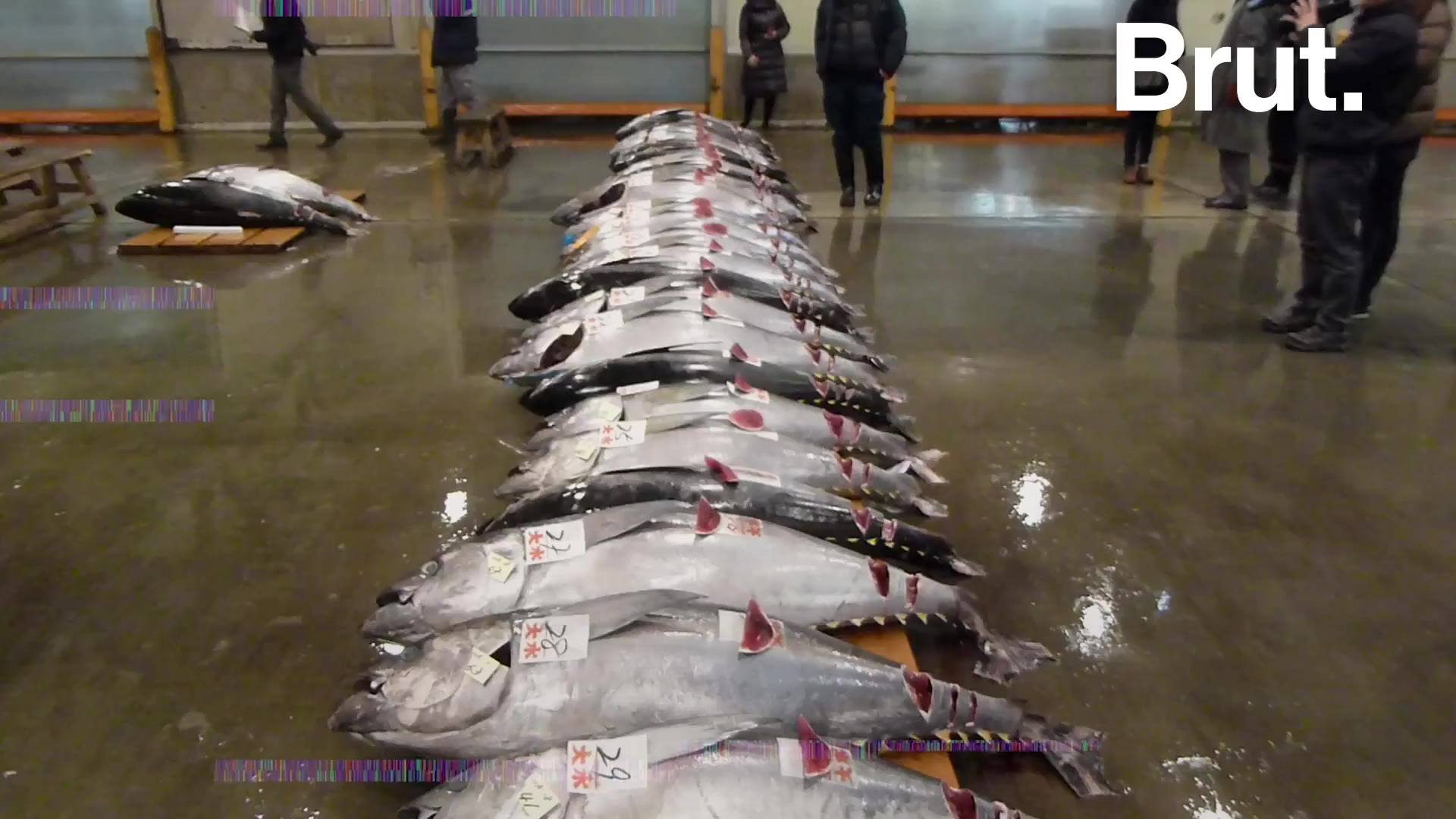 Le Thon Obese Est Cible Par Une Peche Intensive Brut Le Thon Obese Est Cible Par Une Peche Intensive Brut