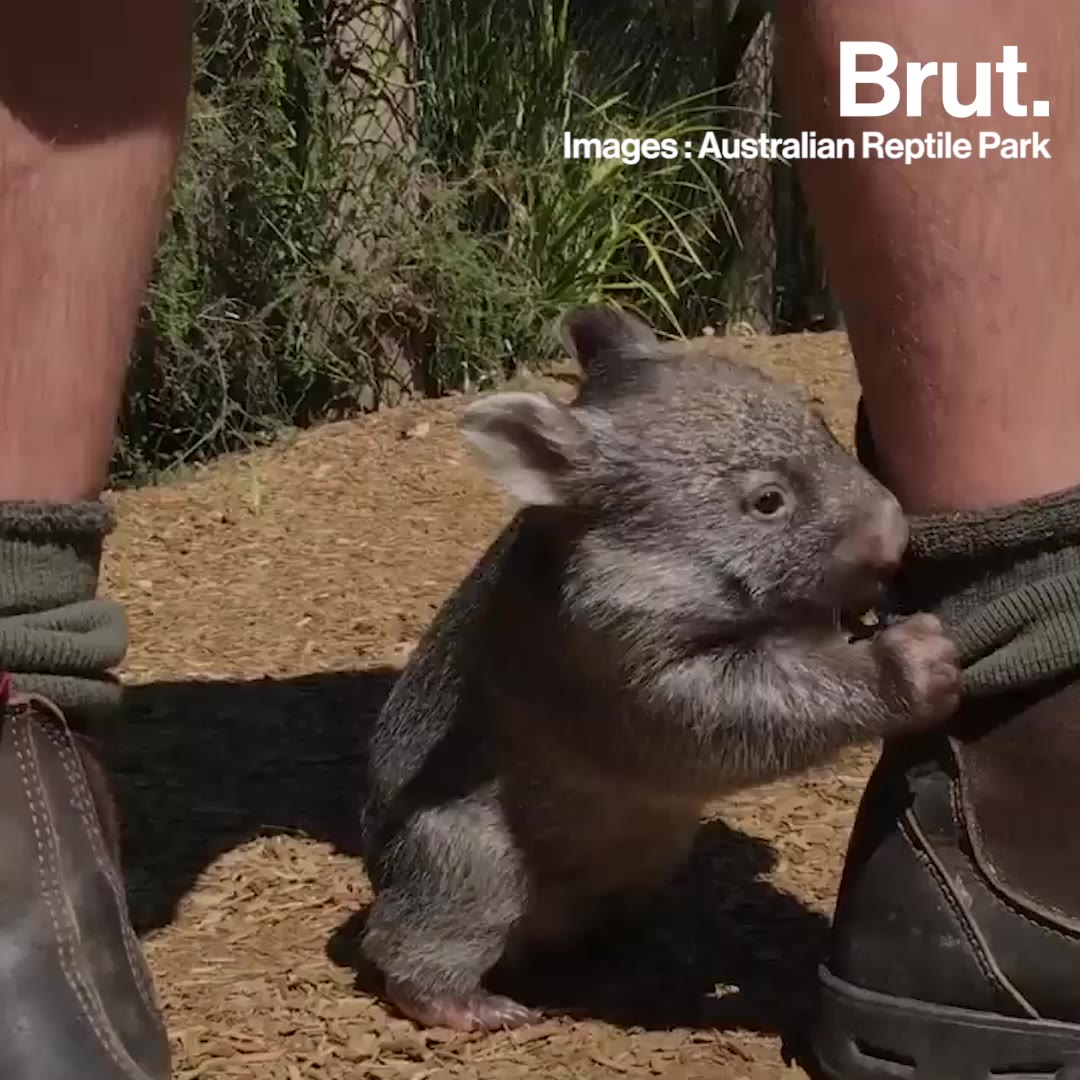 https://img.brut.media/thumbnail/le-wombat-l-un-des-animaux-les-plus-populaires-d-australie-480543e7-f168-428b-b987-630704bcd401-square-auto.jpg