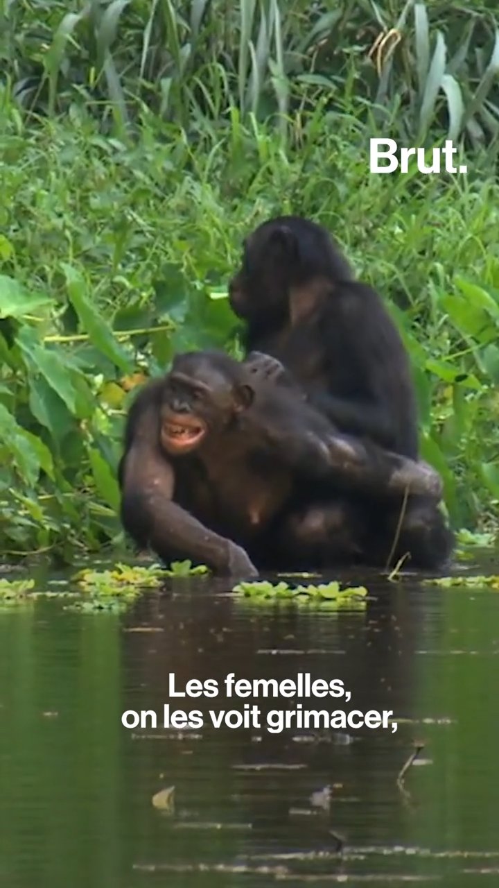 Sexe: les animaux ont-ils des relations par plaisir ? | Brut.