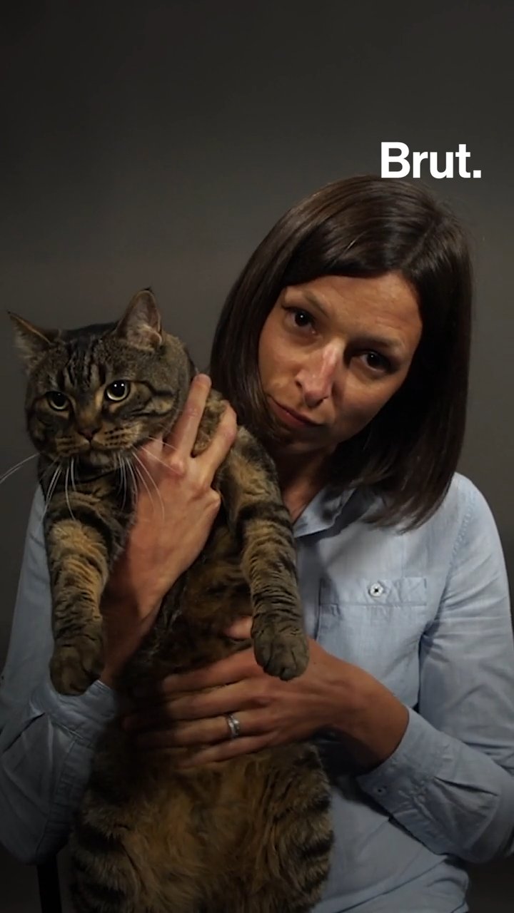 Les Dangers De L Obesite Chez Les Chats Brut