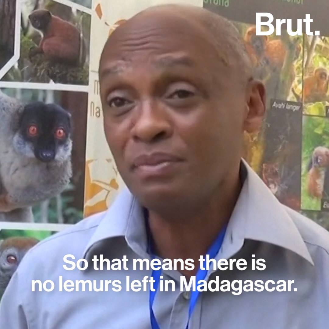 Madagascar S Famous Lemurs Soon To Go Extinct Brut