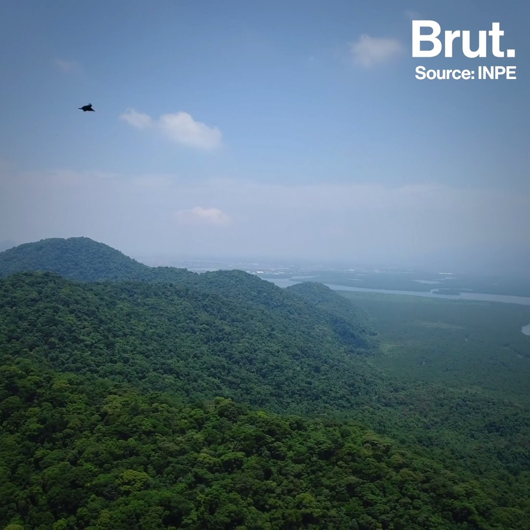 Mata Atlântica, Brazil's other endangered forest | Brut.