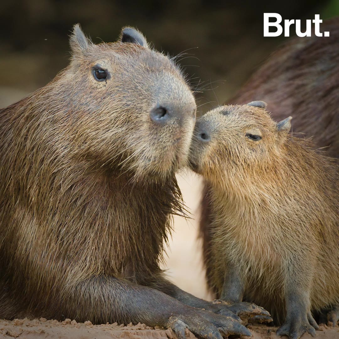 meet-the-largest-rodent-on-earth-brut