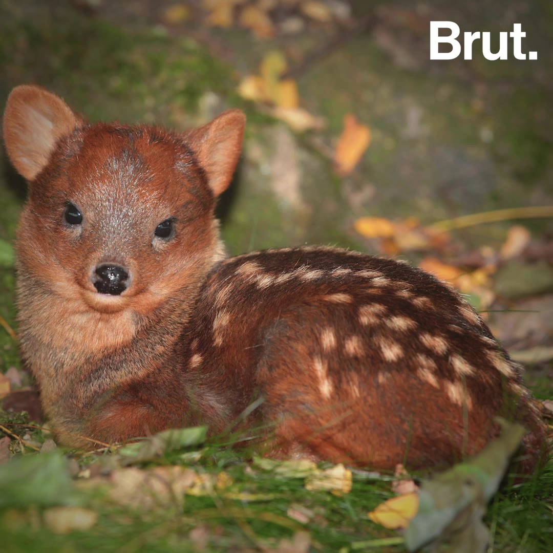 Meet The Pudu, The World's Smallest Cervid | Brut.