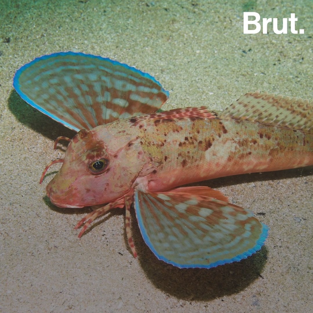 Meet the sea robin, a fish with legs and "wings" Brut.