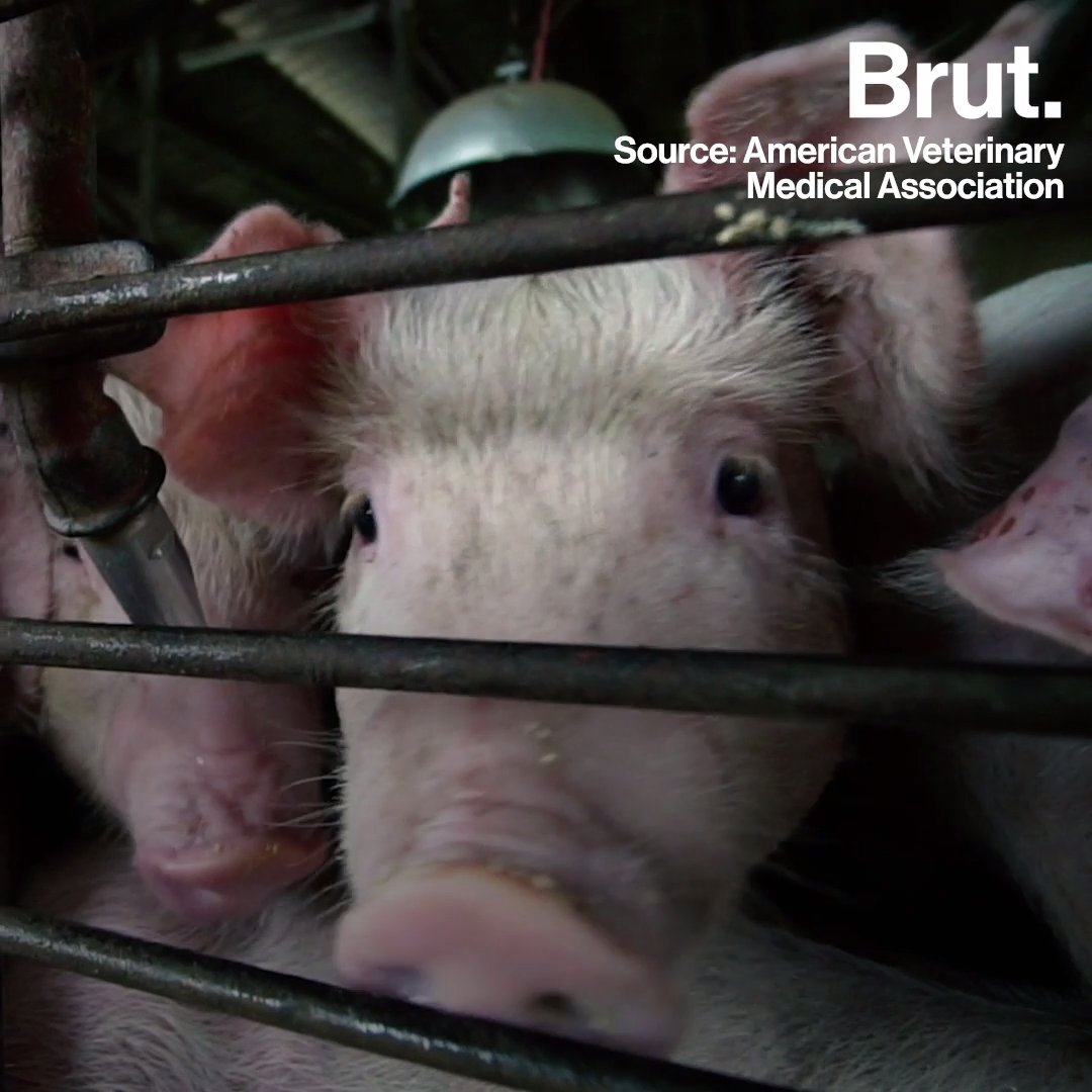 Millions Of Animals Killed In American Slaughterhouses Because Of COVID ...