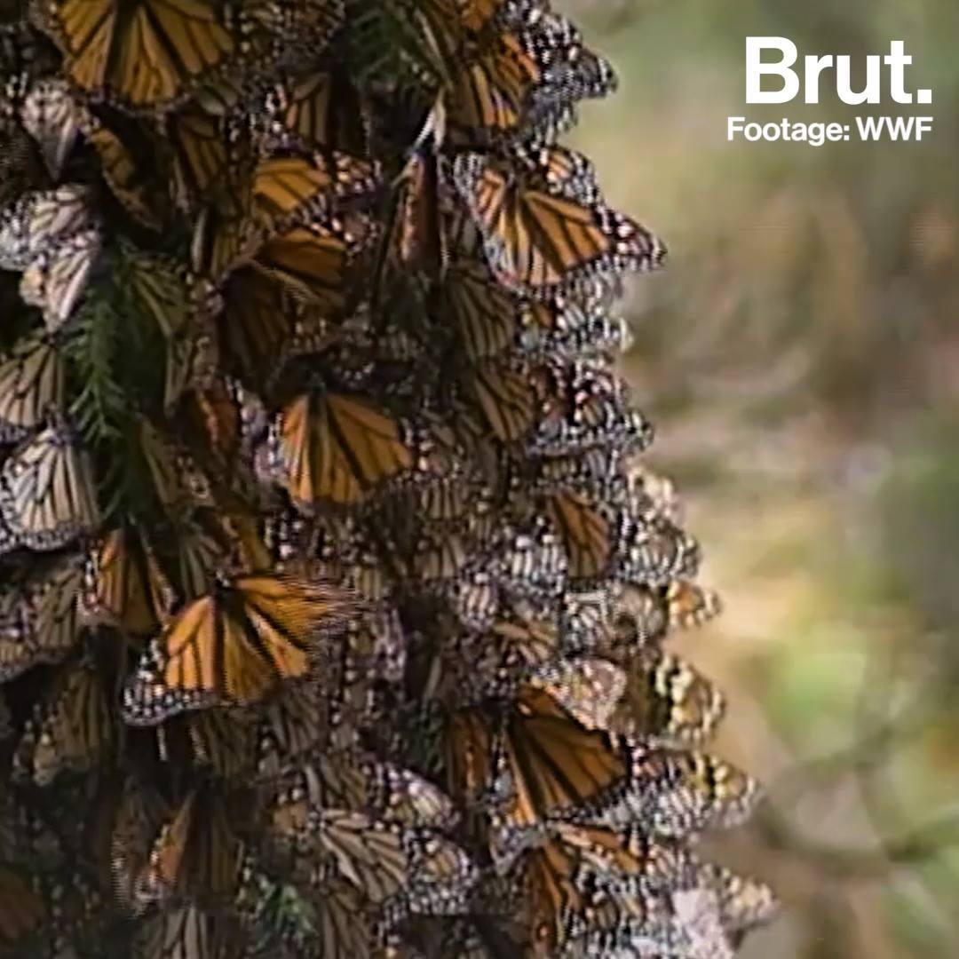 monarch-butterflies-may-go-extinct-brut