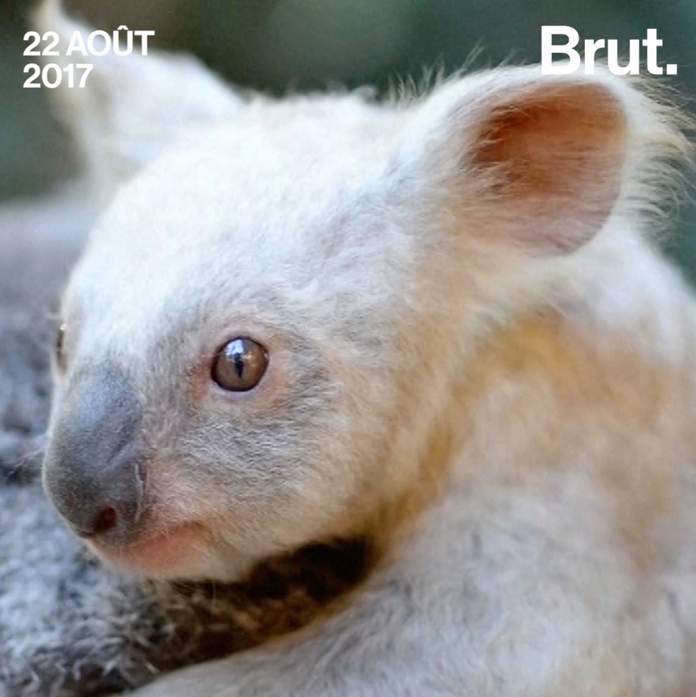 Naissance D Un Petit Koala Blanc Brut