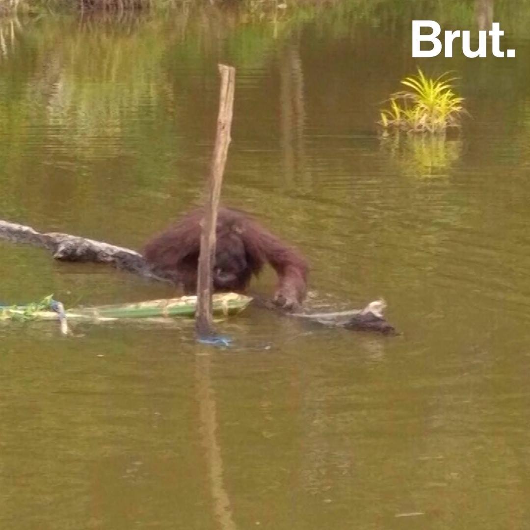 orangutan poaching in Borneo Brut.