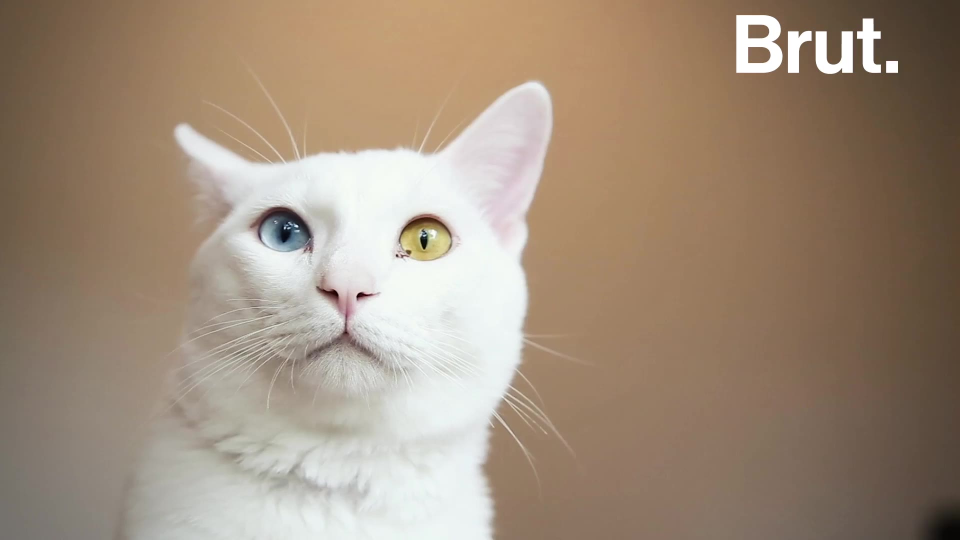 Pourquoi Les Chats Blancs Sont Les Plus Touches Par La Surdite Brut