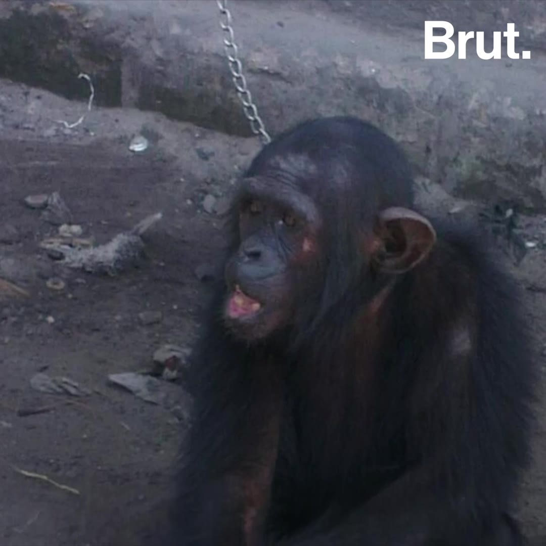 Rescued chimpanzees in the Democratic Republic of the Congo Brut.