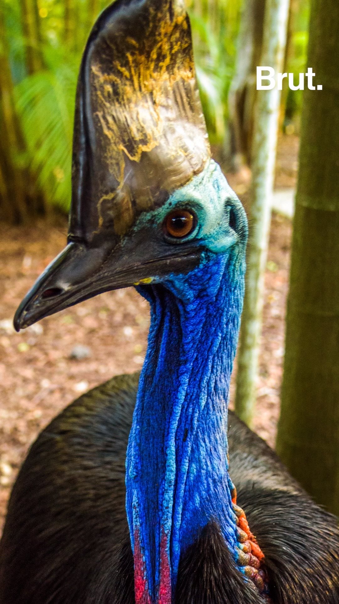 33 The Biggest Birds In The World Pics Air Bird