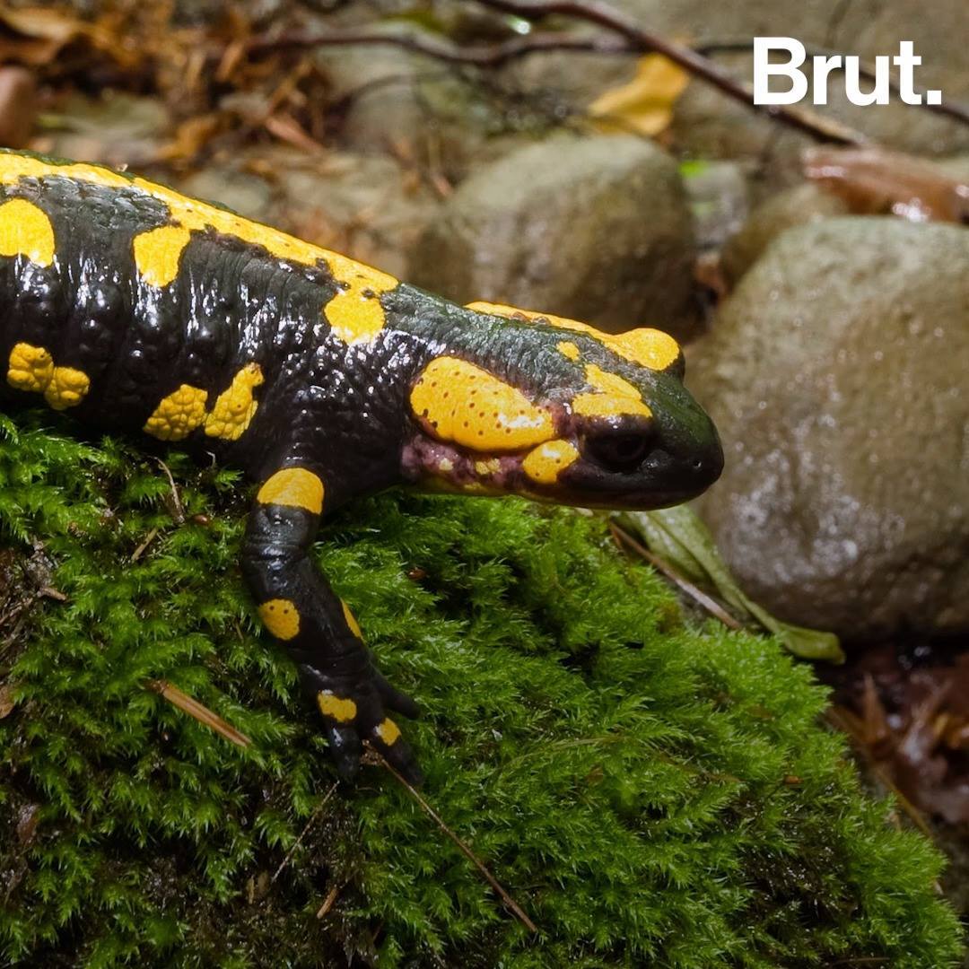 The Chinese salamander is the world's largest amphibian | Brut.