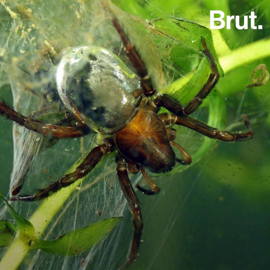 The diving bell spider encases its abdomen in an air bubble Brut.