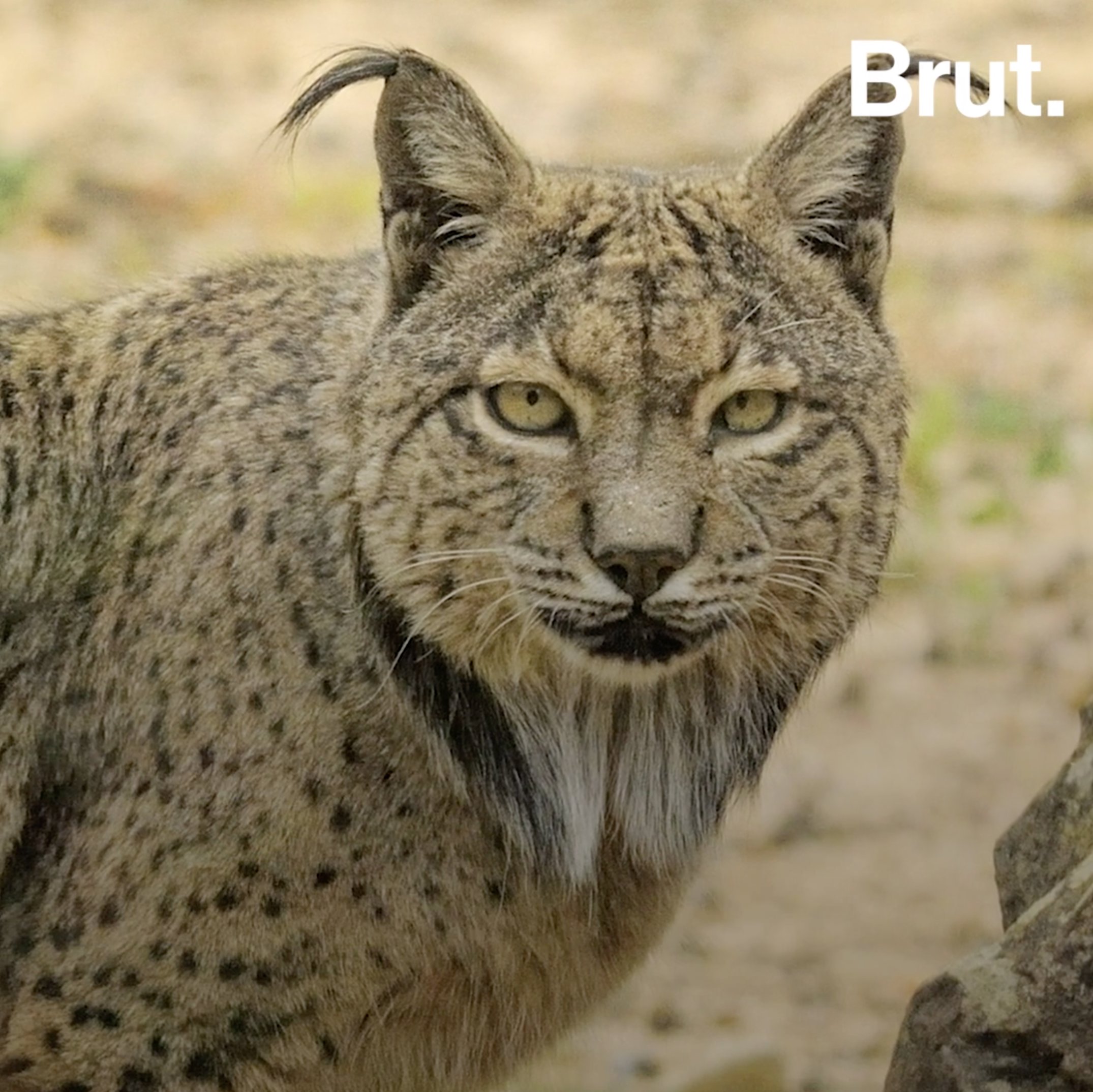 The Iberian lynx is no longer critically endangered | Brut.